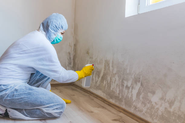 Licensed Mold Remediation service in Kingston, NY - WQB Mold Removal