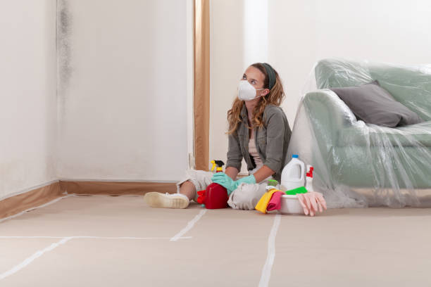 Reliable Mold Remediation contractor in Kingston, NY by WQB Mold Removal