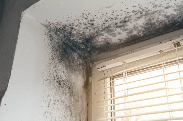Affordable Mold Remediation solutions in Kingston, NY
